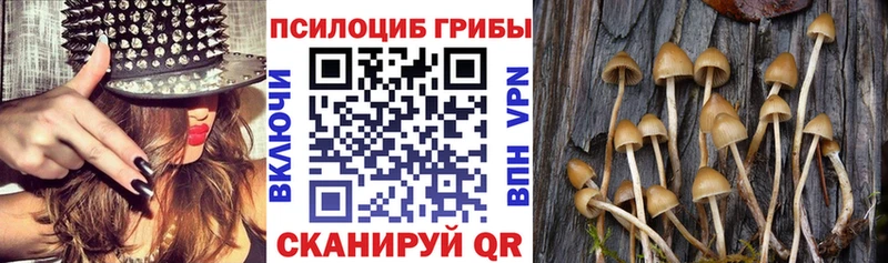 Купить где  Кандалакша  Псилоцибиновые грибы GOLDEN TEACHER 